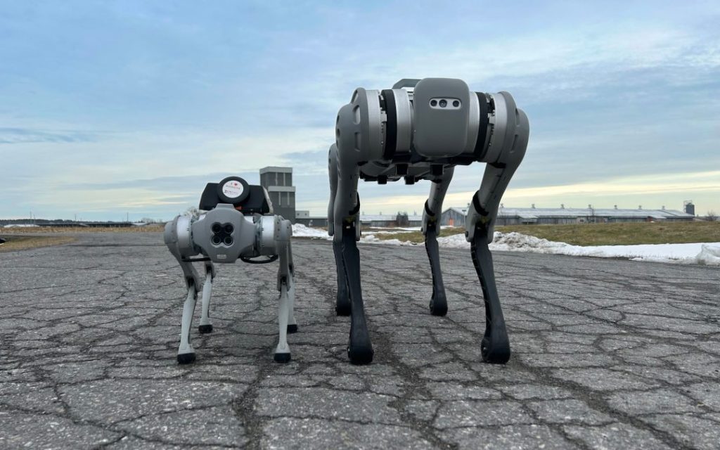 Two robotic dogs on a road.